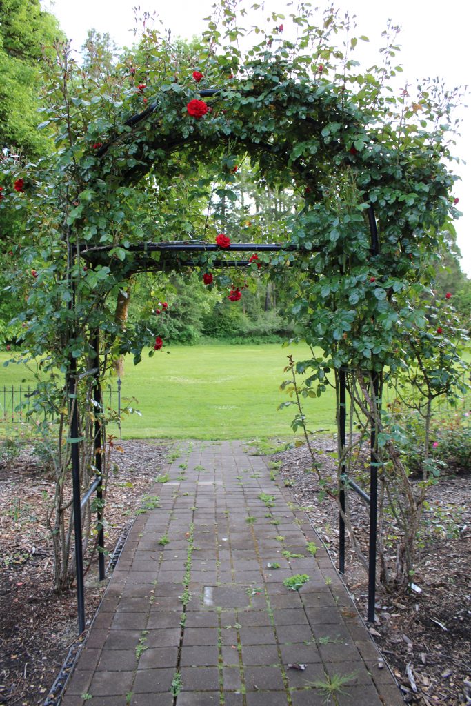 Black wire garden with plant and red flowers growing on it. 