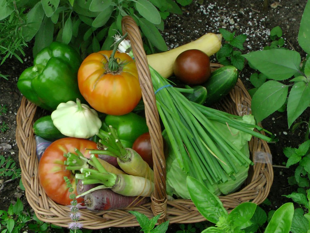 Basket filled with tomatoes, carrot, peppers and swede. 