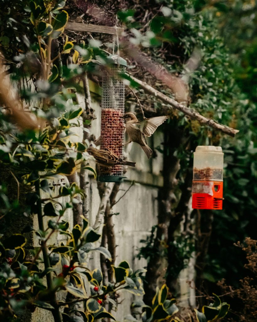 Bird eating seed from a hanging bird feeder 